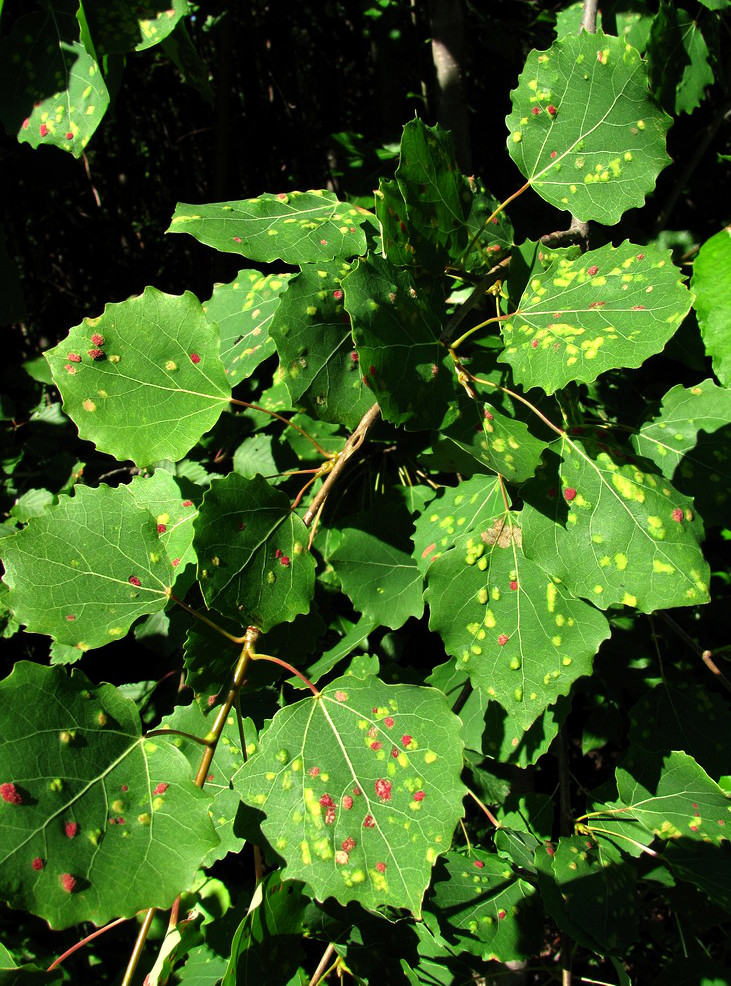 Image of Populus tremula specimen.