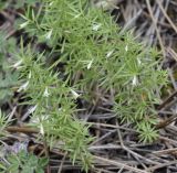 Asperula muscosa