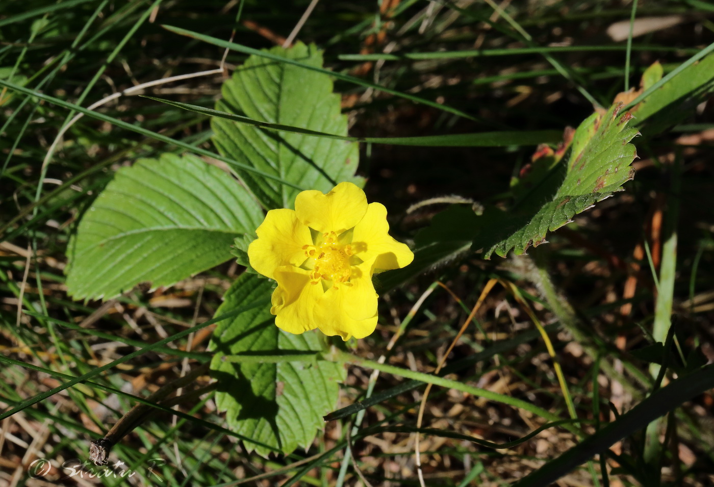 Image of Potentilla reptans specimen.