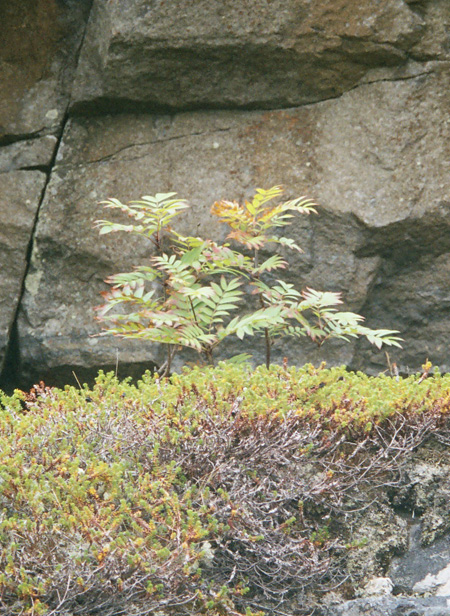 Image of Sorbus aucuparia ssp. glabrata specimen.