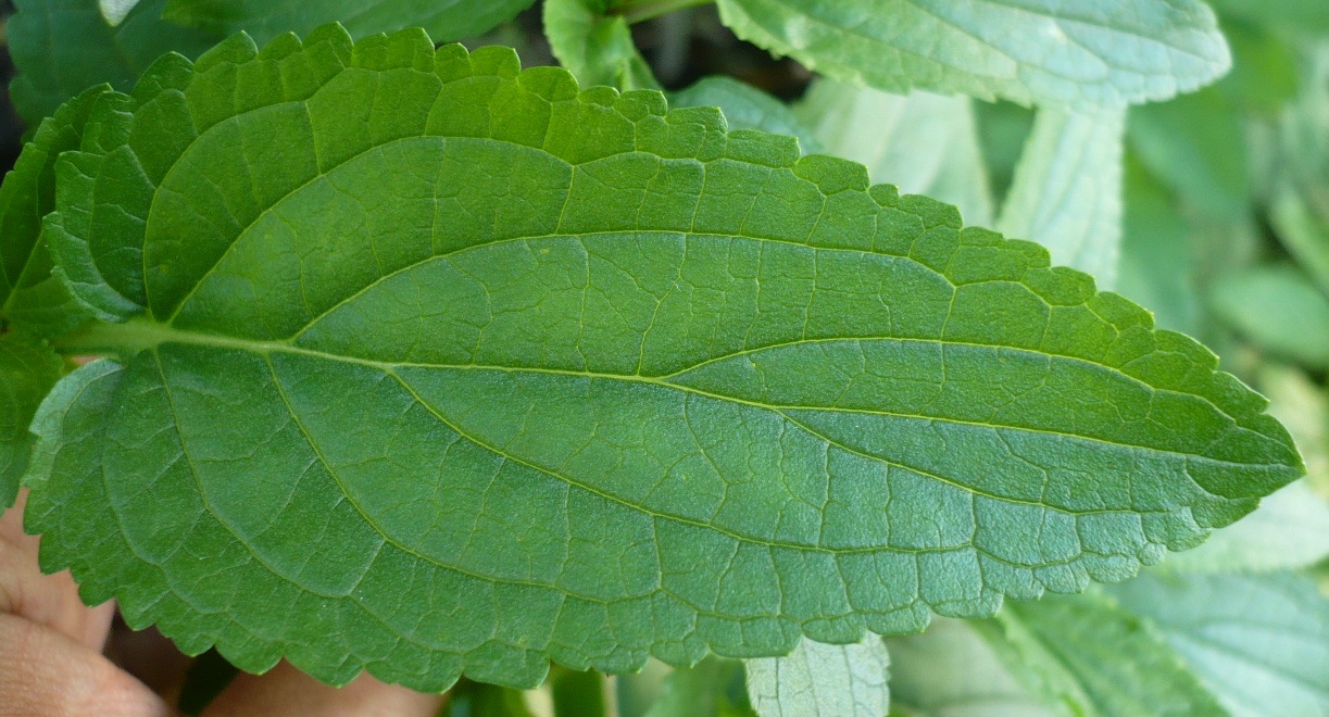 Image of Scrophularia umbrosa specimen.