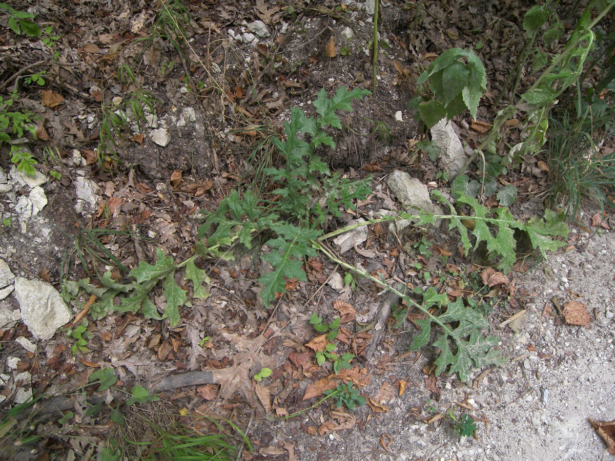 Изображение особи Echinops viridifolius.