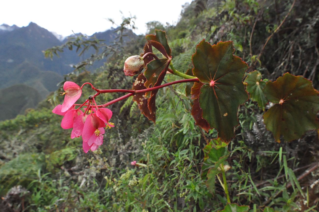 Изображение особи Begonia bracteosa.