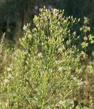 Conyza canadensis