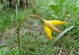 Tulipa biebersteiniana