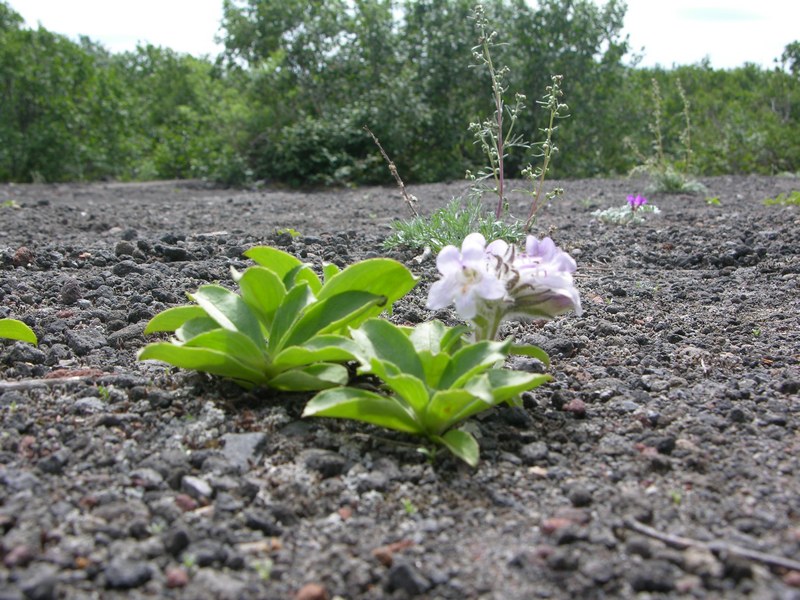 Image of Pennellianthus frutescens specimen.