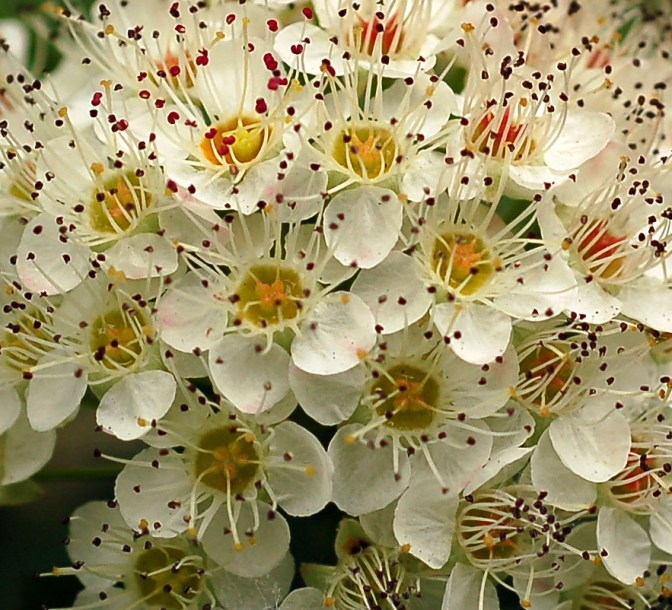 Image of Physocarpus opulifolius specimen.