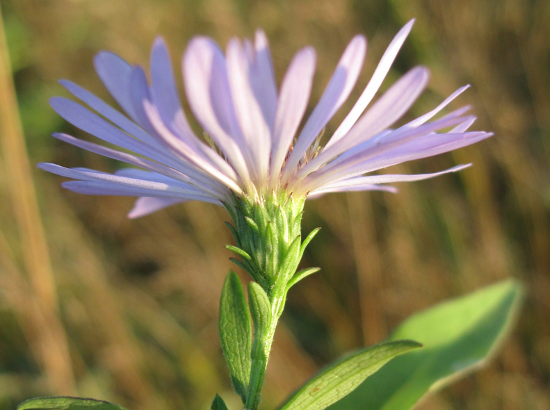 Изображение особи Symphyotrichum novi-belgii.