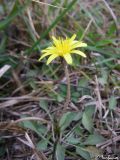 Taraxacum bessarabicum