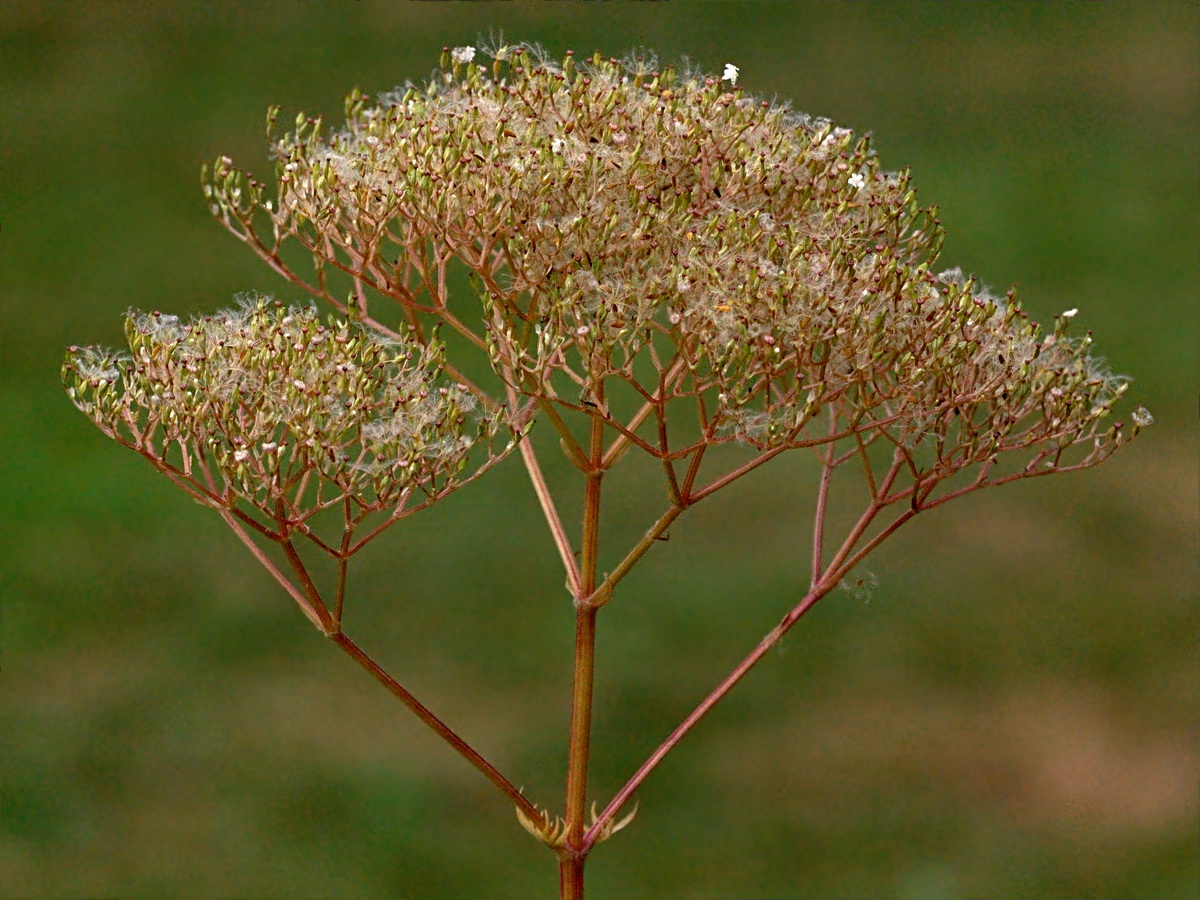 Изображение особи Valeriana officinalis.