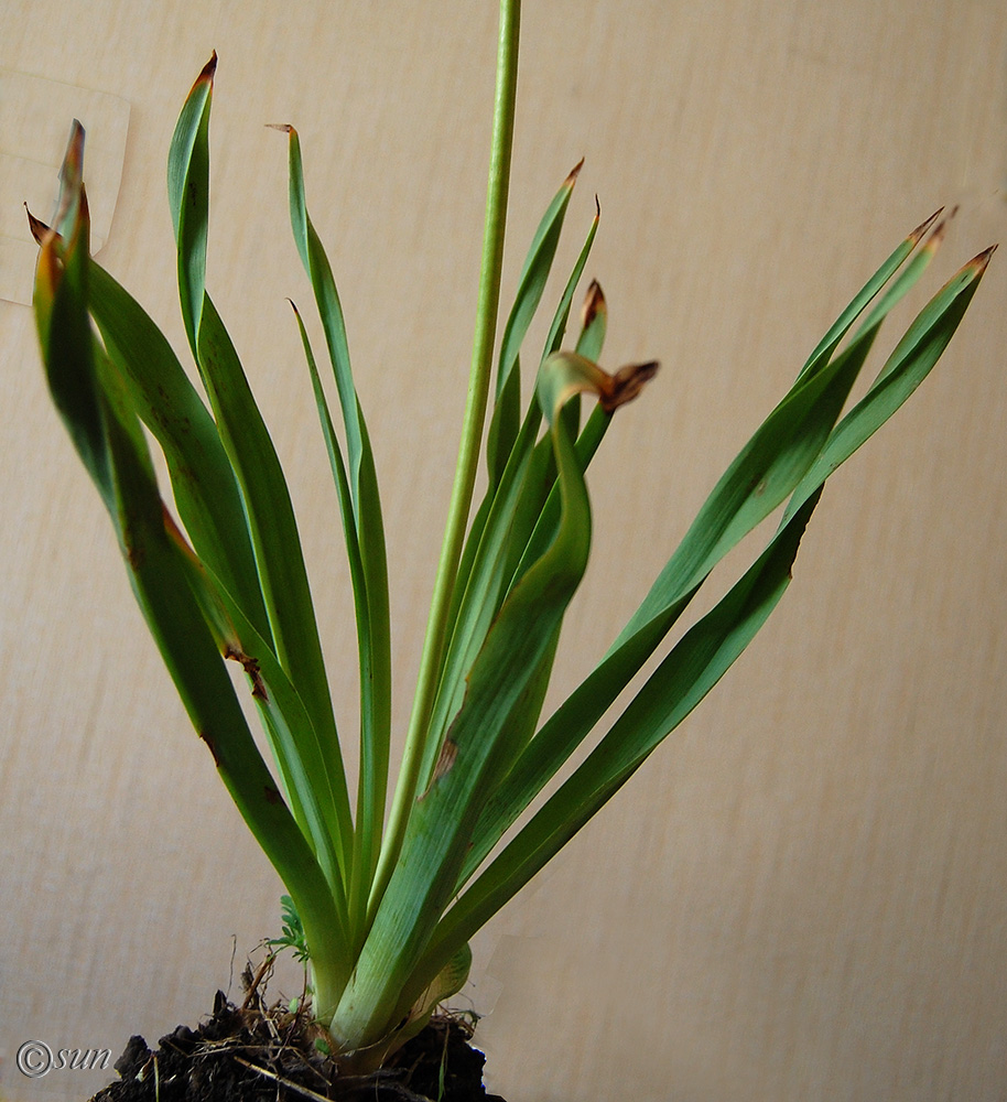 Image of Eremurus spectabilis specimen.