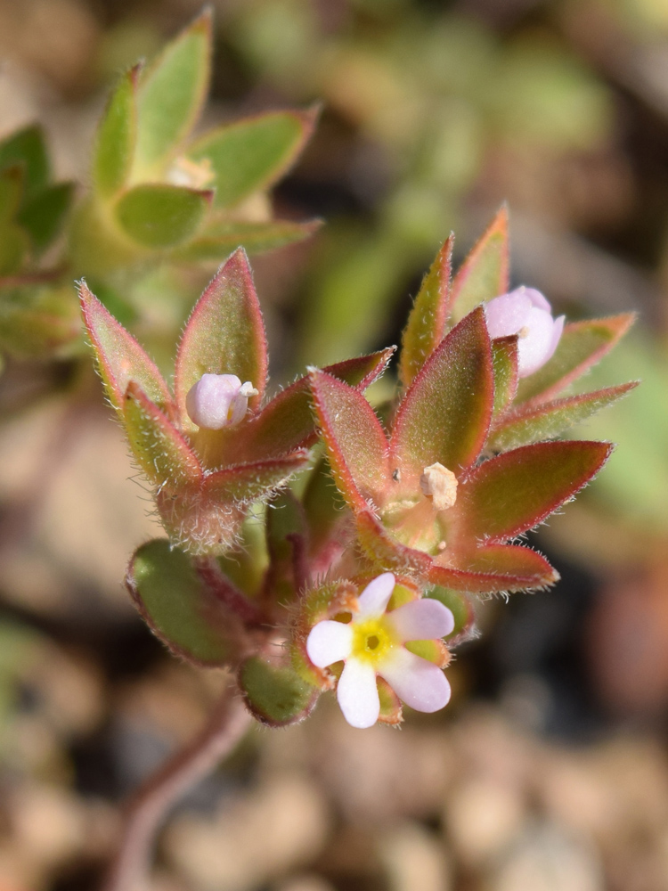 Image of Androsace maxima specimen.