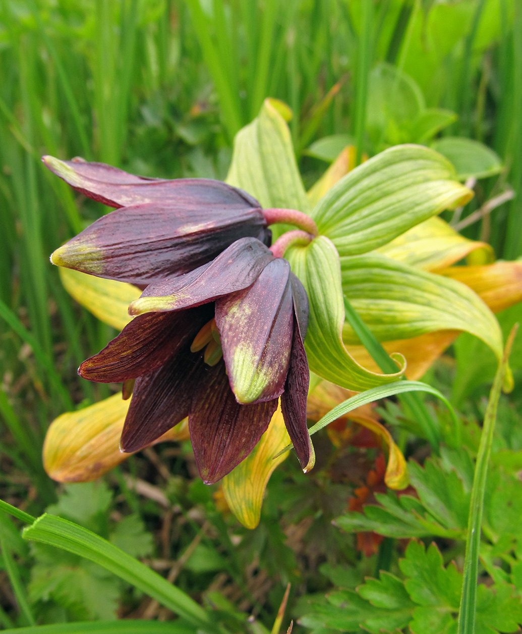 Image of Fritillaria camschatcensis specimen.