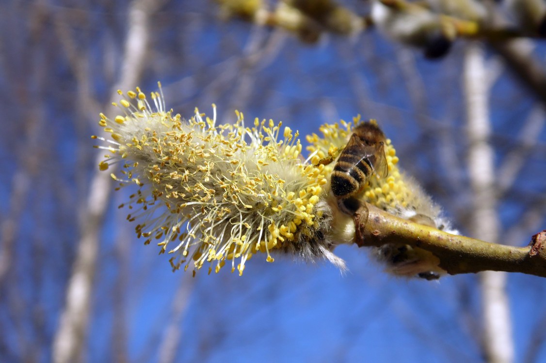 Image of Salix caprea specimen.