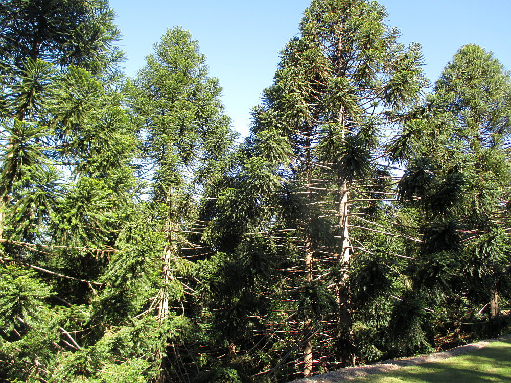 Image of Araucaria bidwillii specimen.