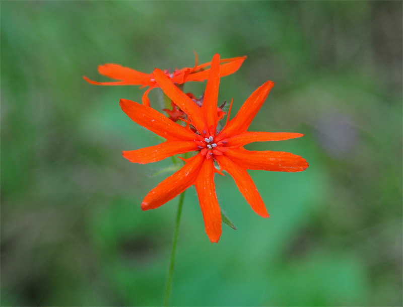 Image of Lychnis fulgens specimen.