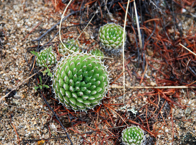 Image of Orostachys spinosa specimen.