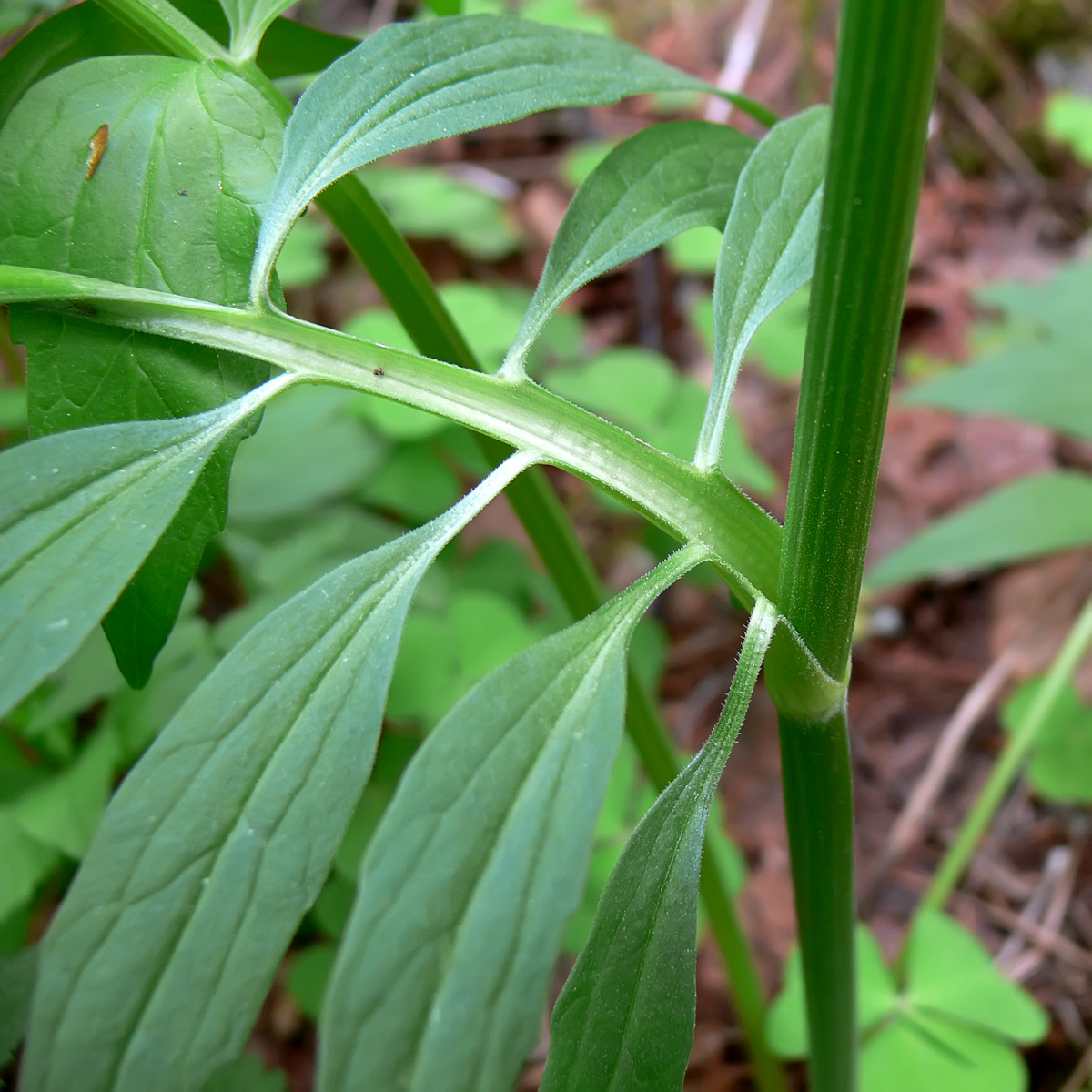 Image of Valeriana wolgensis specimen.