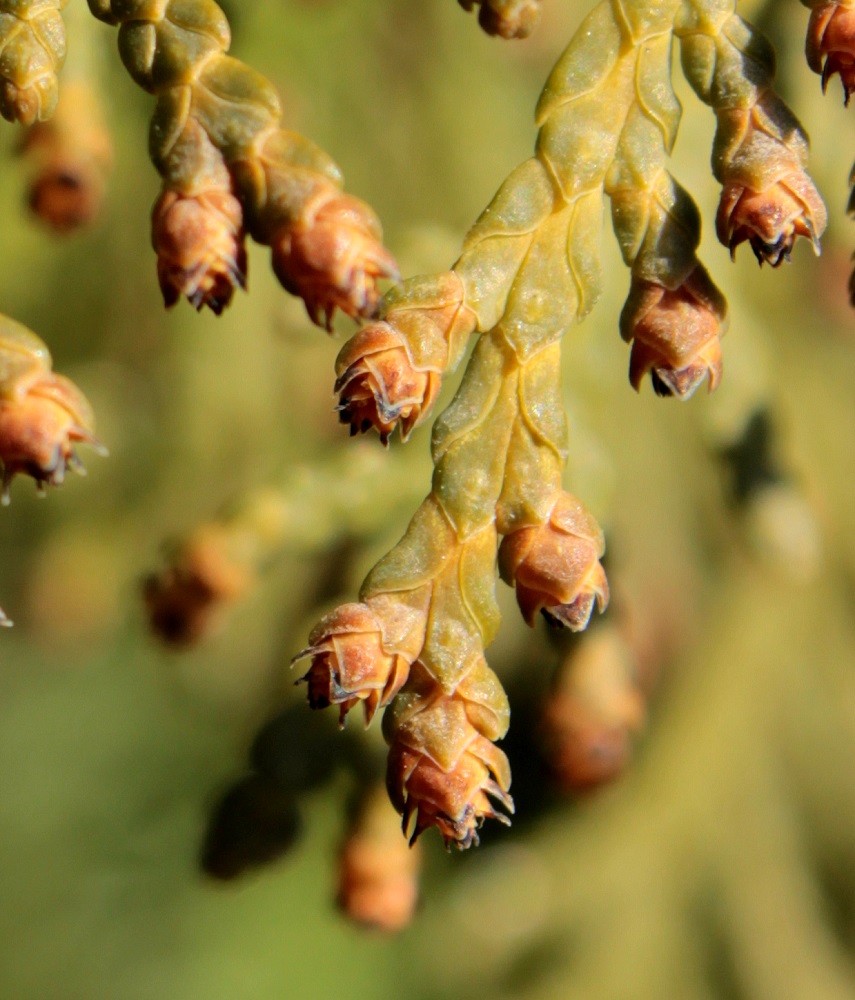 Image of Thuja occidentalis specimen.