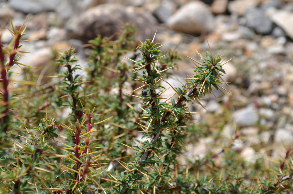 Изображение особи Berberis kaschgarica.