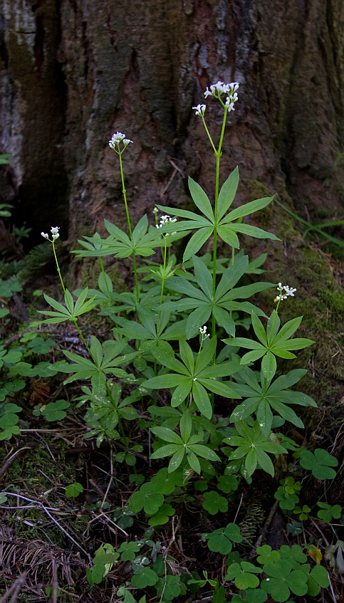 Image of Galium odoratum specimen.