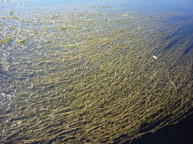 Image of Potamogeton perfoliatus specimen.