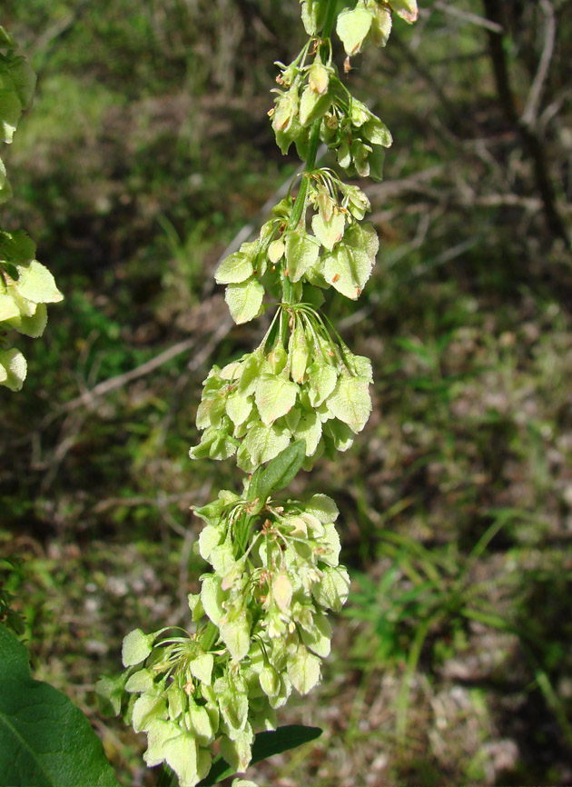 Image of Rumex aquaticus specimen.