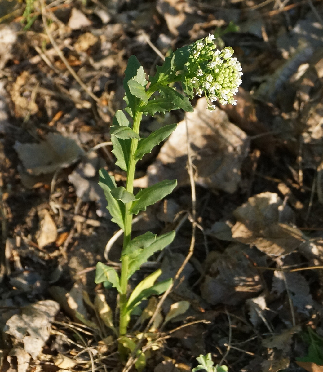 Image of Thlaspi arvense specimen.