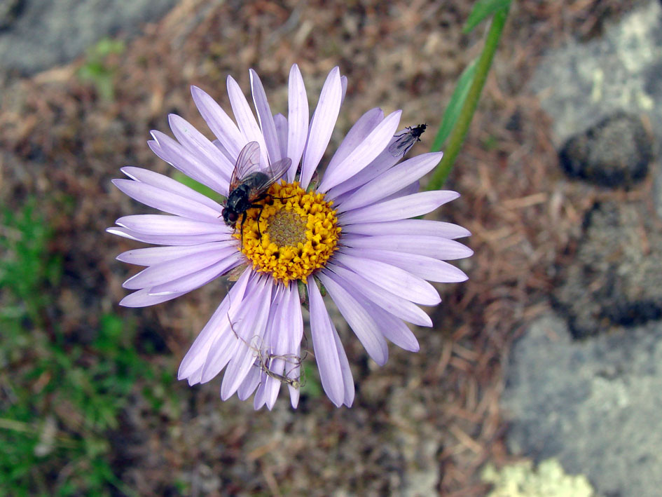 Image of Aster alpinus specimen.