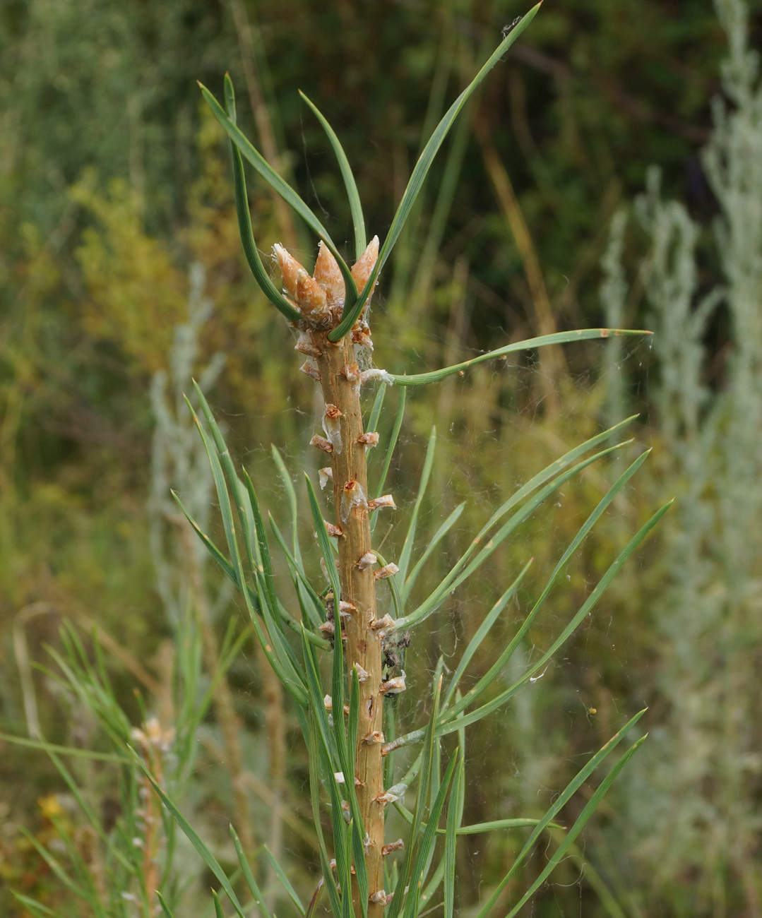 Image of Pinus sylvestris specimen.