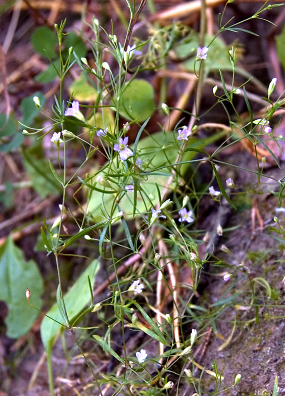 Изображение особи Psammophiliella muralis.