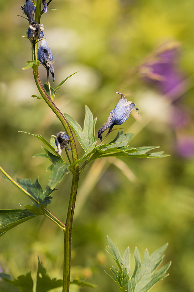 Image of Delphinium flexuosum specimen.