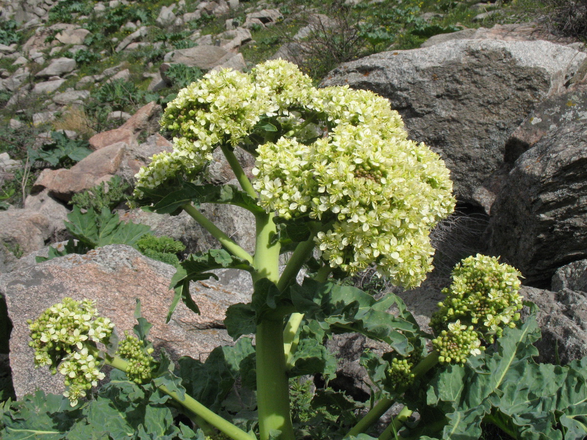 Image of Megacarpaea orbiculata specimen.