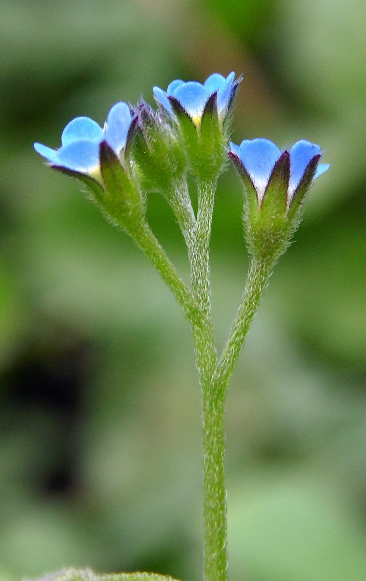 Image of Myosotis sparsiflora specimen.