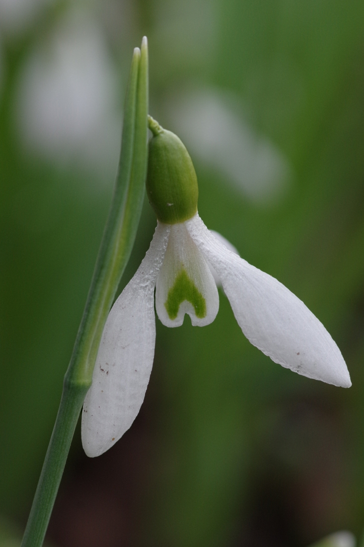 Image of Galanthus plicatus specimen.