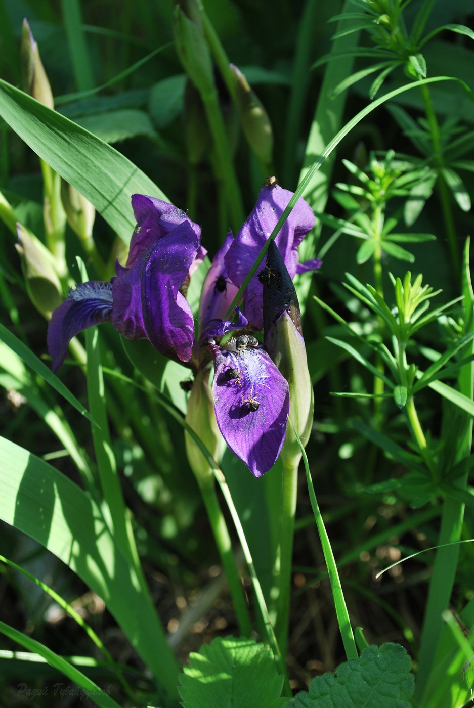 Image of Iris aphylla specimen.