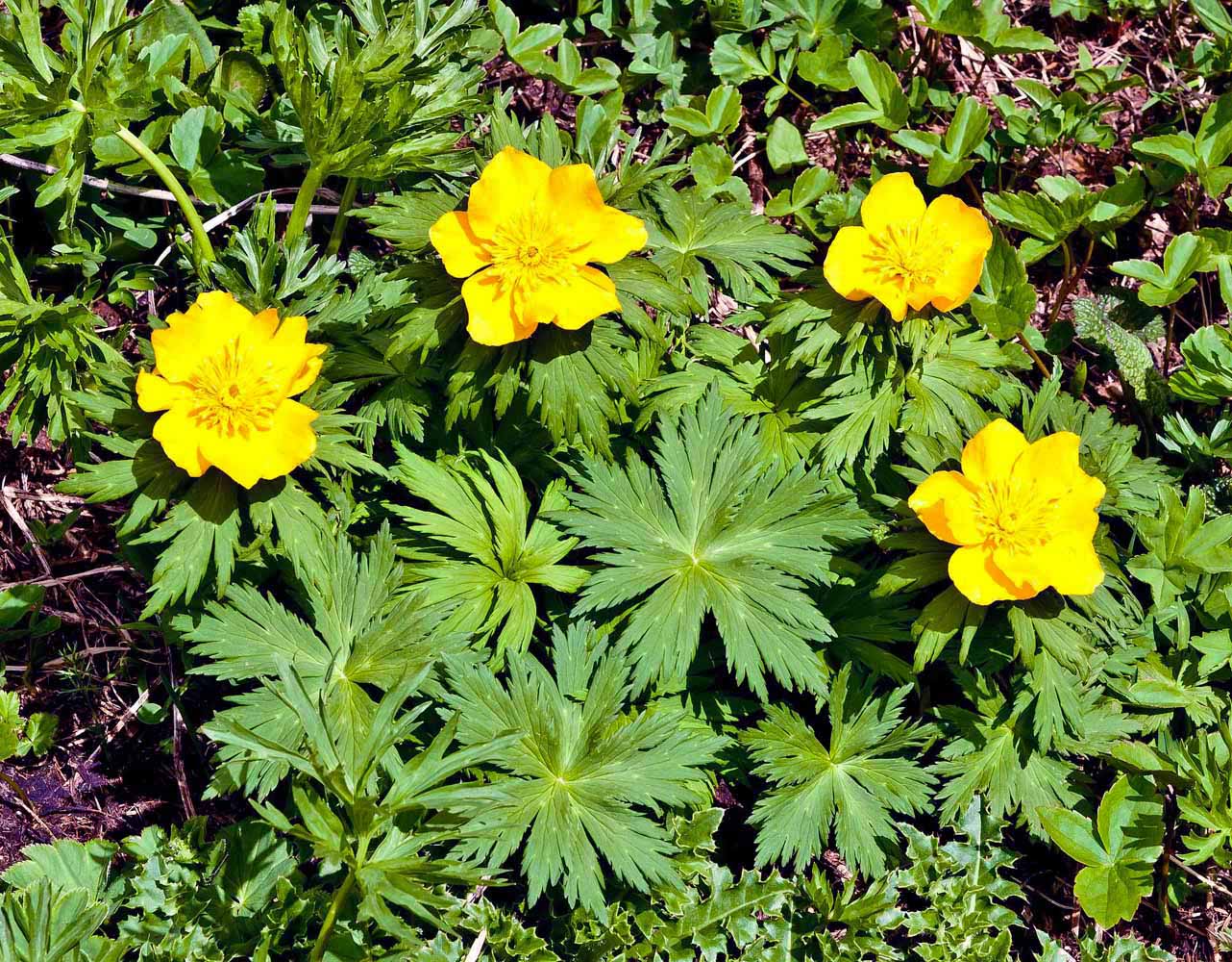 Image of Trollius ranunculinus specimen.