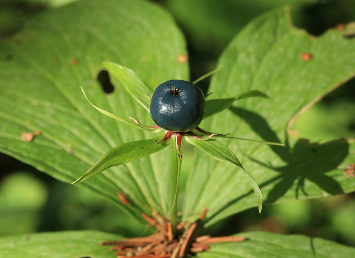 Image of Paris quadrifolia specimen.