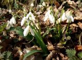 Galanthus woronowii