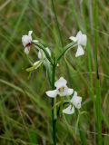 Habenaria linearifolia. Соцветие. Приморье, ЗАТО Фокино, о. Путятина, оз. Гусиное, заболоченная часть озера. 17.08.2016.