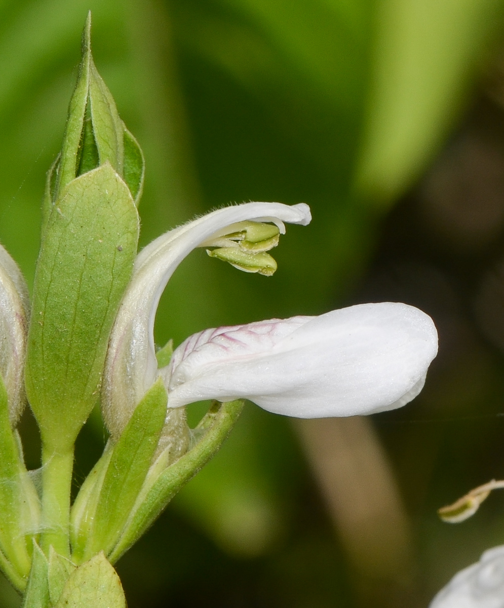 Image of Justicia adhatoda specimen.