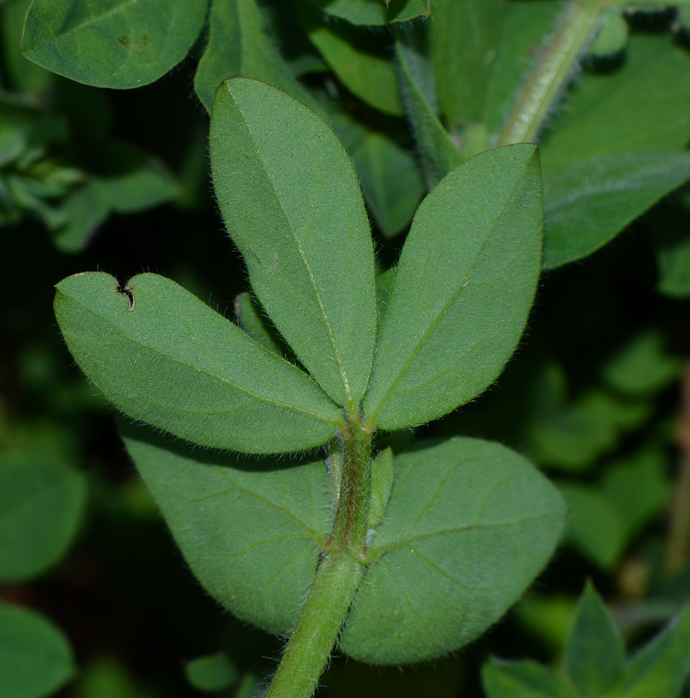 Image of Lotus palustris specimen.