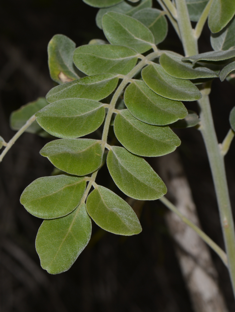 Image of Sophora tomentosa specimen.