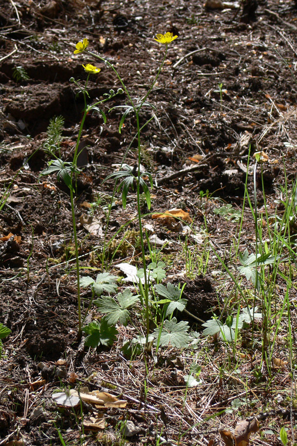 Image of Ranunculus propinquus specimen.