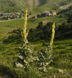 genus Verbascum