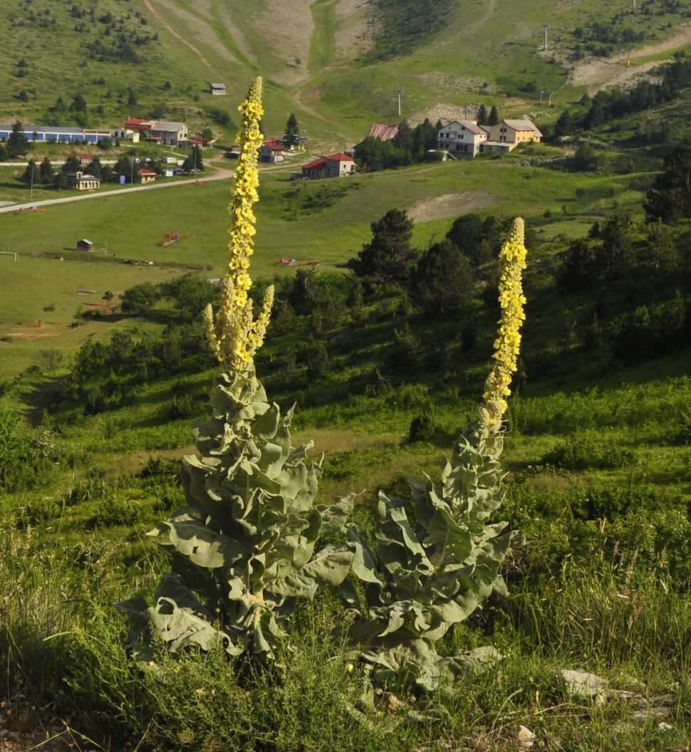 Image of genus Verbascum specimen.