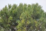 Pinus pinaster