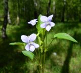 Viola canina. Верхушка цветущего растения. Подмосковье, окр. г. Одинцово, смешанный лес. Май 2017 г.