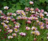 Bellis perennis. Верхушки побегов с соцветиями. Московская обл., Раменский р-н, окр. дер. Хрипань, садовый участок. 16.06.2017.