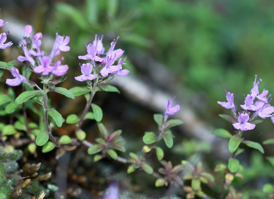 Image of Thymus japonicus specimen.